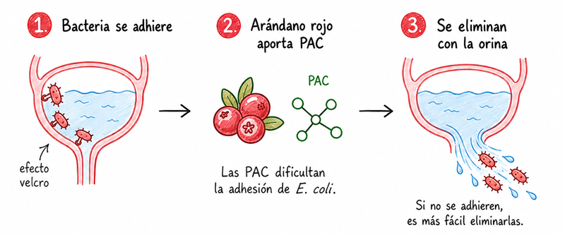 Arandano Rojo PAC