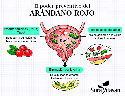 El poder preventivo del arándano rojo