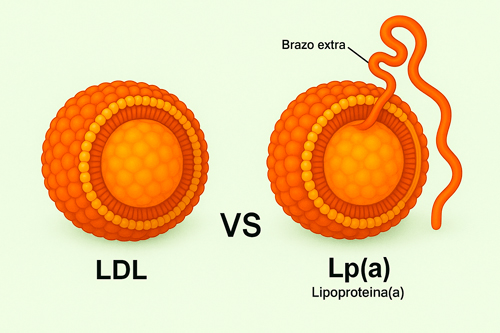 Gacho brazo extra lipoproteína(a) Lp(a)