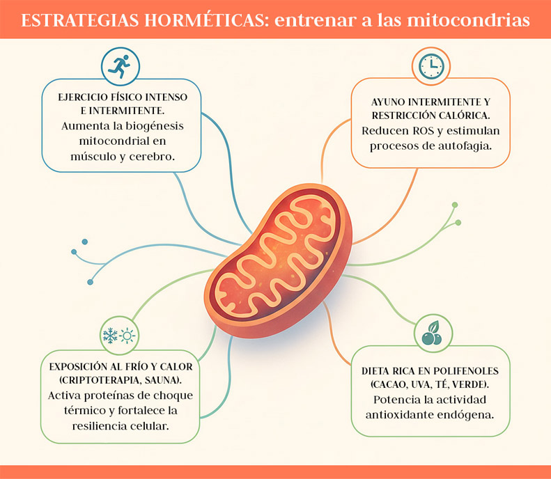 Mitocondria estrategias horméticas