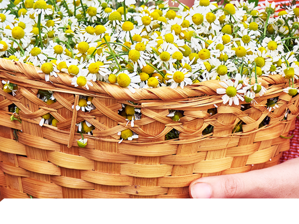 5 Plantas para comenzar tu propio "Jardín Medicinal"