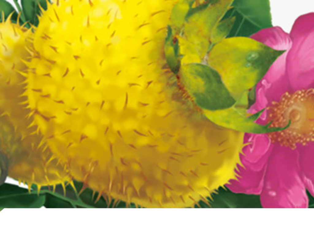 Ci Li (Rosa roxburghii) / fuente de SOD, Vitamina C y polifenoles