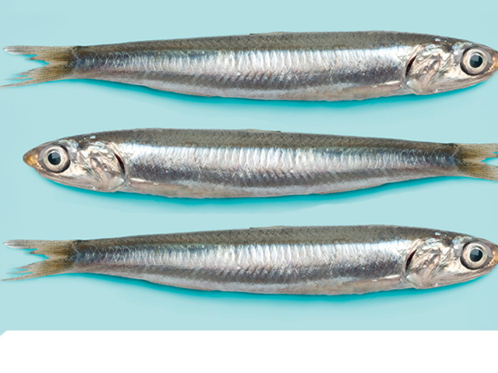 Omega-3, EPA y DHA: Beneficios Esenciales para tu Salud