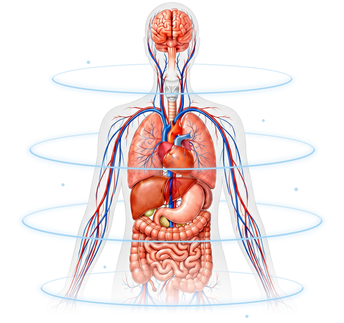 Cuerpo humano