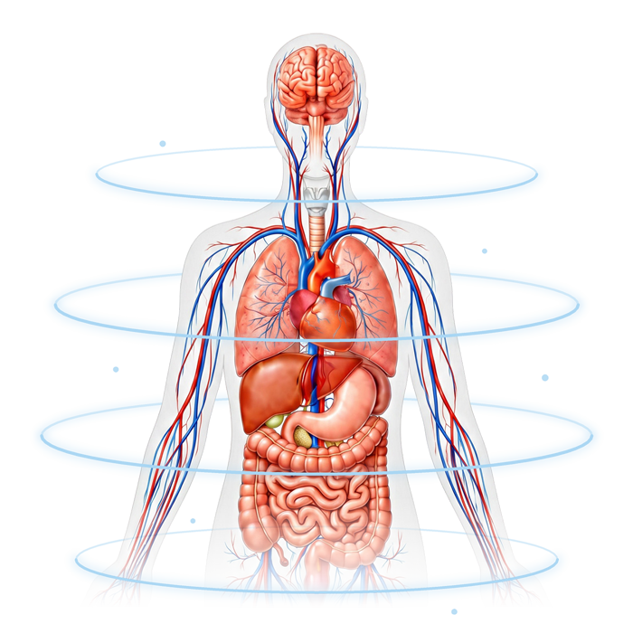 Cuerpo humano