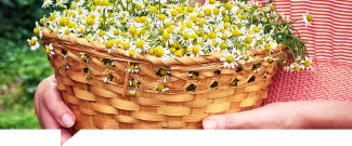 5 Plantas para comenzar tu propio "Jardín Medicinal"