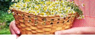 5 Plantas para comenzar tu propio "Jardín Medicinal"