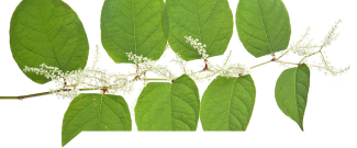 Resveratrol: el antioxidante natural de la uva