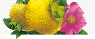 Ci Li (Rosa roxburghii) / fuente de SOD, Vitamina C y polifenoles