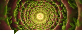 SIBO: tratamientos y suplementos naturales para la recuperación intestinal